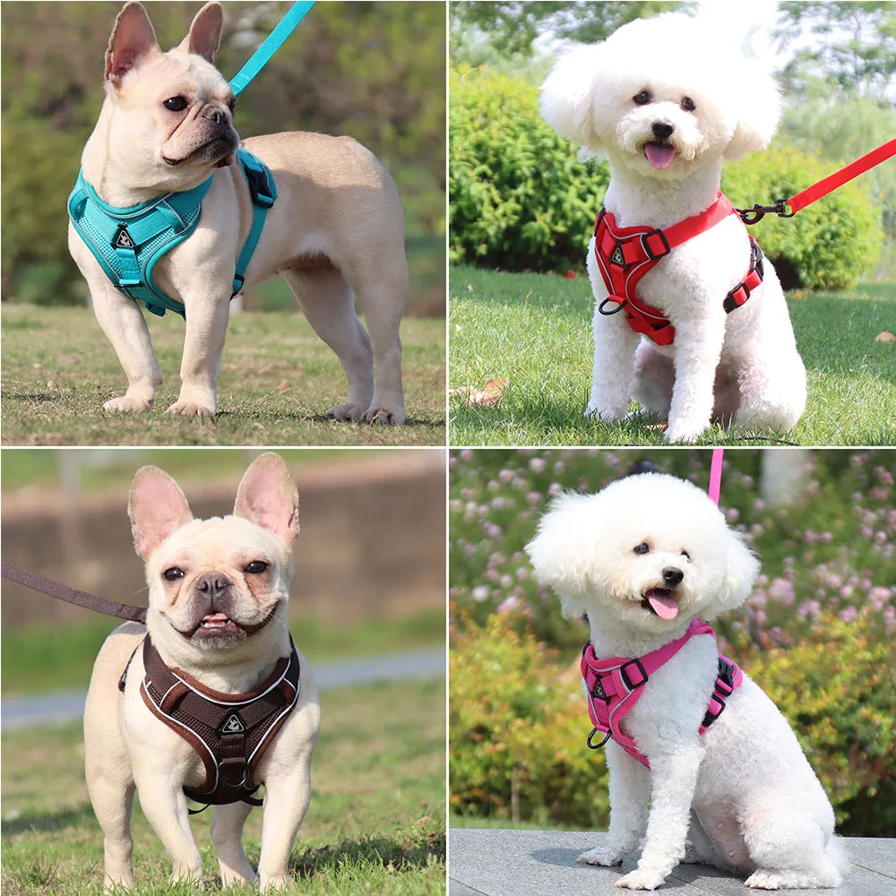 Dog and Cat Leash